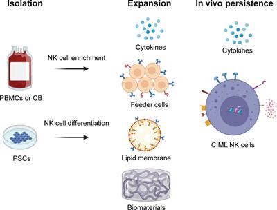 Innovative Strategies to Improve the Clinical Application of NK Cell-Based Immunotherapy